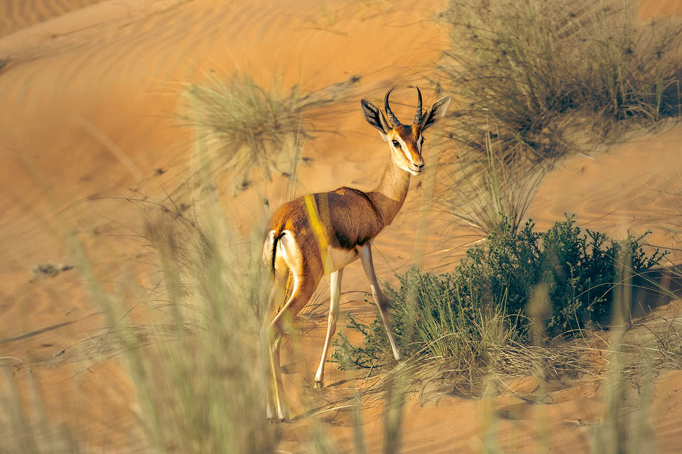 Formation De Fauconnerie Royale Et Safari Dans La Nature